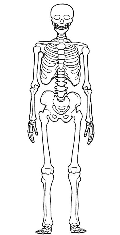 Desenhosass Desenho De Um Esqueleto Humano Esqueleto Humano Desenho