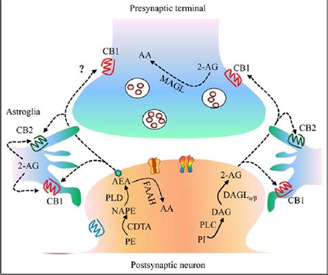 Figure 1 From Endocannabinoids In Synaptic Plasticity And
