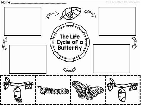 50 Butterfly Life Cycle Worksheet