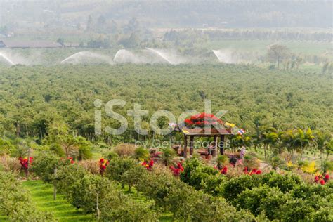 Orange Orchard In Chiang Mainorthern Thailand Stock Photo Royalty