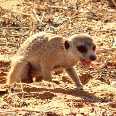 Meerkat Survival Tactics