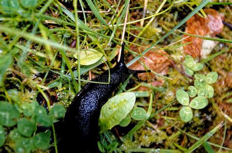 Large Black Slug On Grass In A Garden Stock Image Image Of Slippery