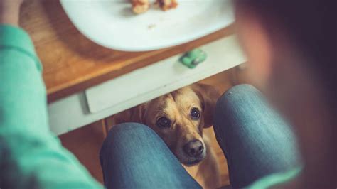 Mix some into their regular dog food to liven up their meal. Can My Dog Eat This? A List of Human Foods Dogs Can and ...