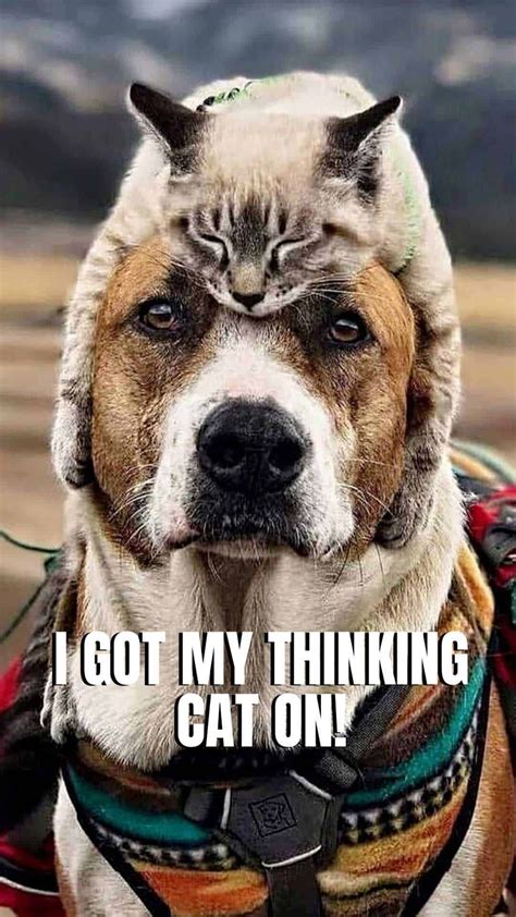 Funny Cats And Dogs Wallpaper Cat Mania