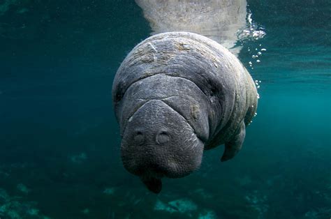 Download Majestic Dugong Glazing Serenely In Shallow Sea Wallpaper