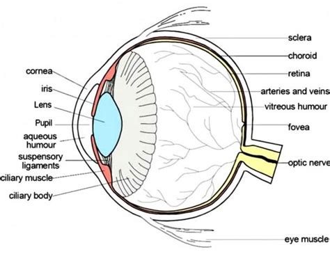 Anatomy Of The Eye Diagram