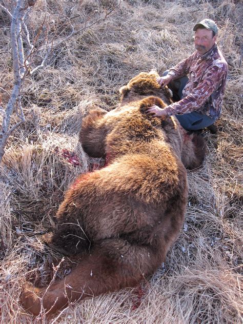 Alaska Brown Bear Hunting Guided Bear Hunts On The