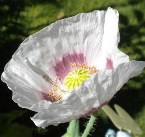 Persian White Poppy Annuals Ebay
