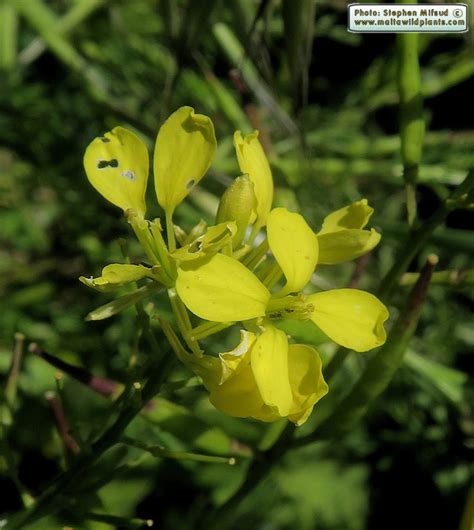 Brassica Nigra Black Mustard The Online Flora