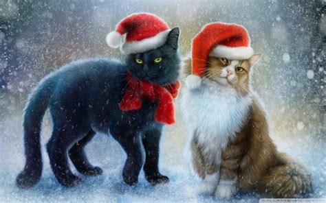 Christmas Cat Wallpapers Top Free Christmas Cat Backgrounds