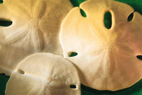 How To Find Sand Dollars At The Beach Sciencing