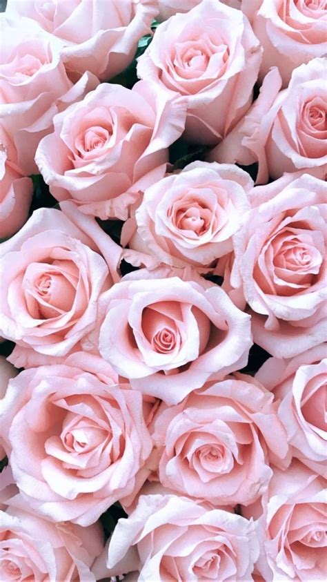 Light Pink Roses Wallpapers Top Free Light Pink Roses Backgrounds