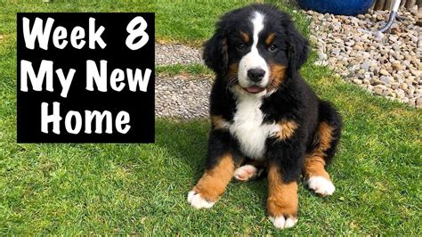 Bernese Mountain Dog Puppy New Home First Days Vlog 2020 Youtube