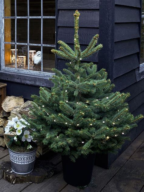How To Care For Your Potted Christmas Tree Christmas Tree Plant