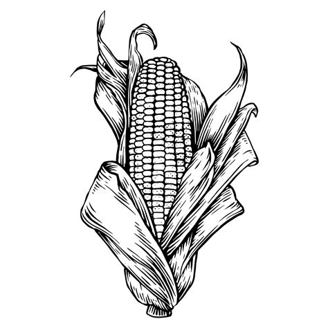 Plant Illustration Botanical Illustration Nature Tattoos Body Art