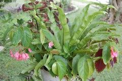 Can i re position them into the soil part of my java fern? Crispy Wave Fern DYING! HELP :( - Home Help & Reviews | Houzz