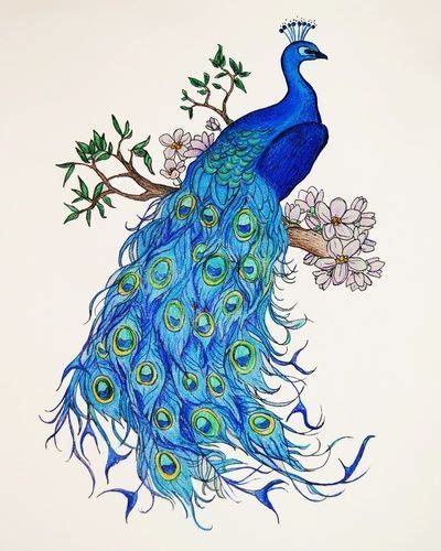 Colored Pencil Drawing Peacock Art Peacock Painting Peacock Tattoo