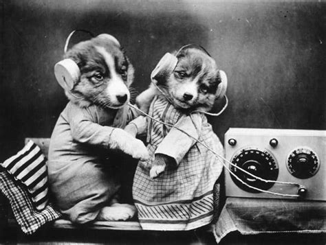Funny black doing what they best acting like monkeys. 22 Vintage Photos of Animals Acting Like People | Funny ...