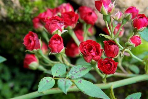 How To Grow And Care For Miniature Roses Minneopa Orchards