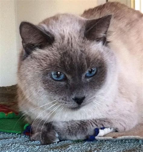We are in los angeles. Adopt Fred on | Siamese cats, Pets, Adoption