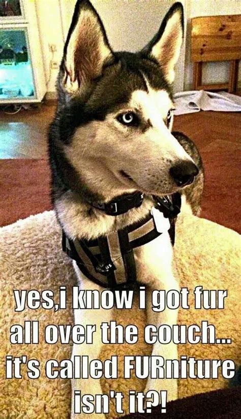 Funny Husky Dog Memes Husky Funny Dog Jokes Memes Huskies Puns Escape