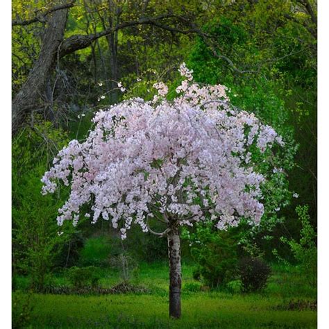 Online Orchards 3 Ft Pink Shower Weeping Cherry Tree With Long Flowing