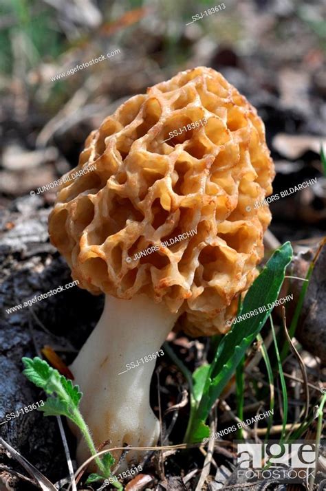 Yellow Morel Common Morel Morchella Esculenta A Highly Sought After