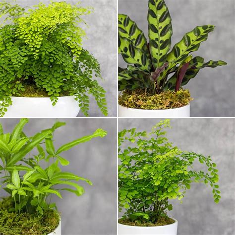 Custom Green Tabletop Plant Bright Light Mcardles Floral And Garden Design
