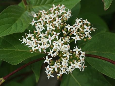If so, what variety i planted two kousa dogwood trees last summer and they both overwintered beautifully and look great this year. RED OSIER DOGWOOD-Cornus sericea-stolonifera-White Cluster ...