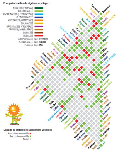 Associations de légumes au potager : tableau complet et bonnes