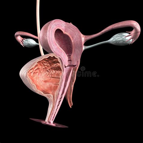 Healthy ovary structure, follicular development. Female Reproductive System Stock Illustration - Image: 44728888