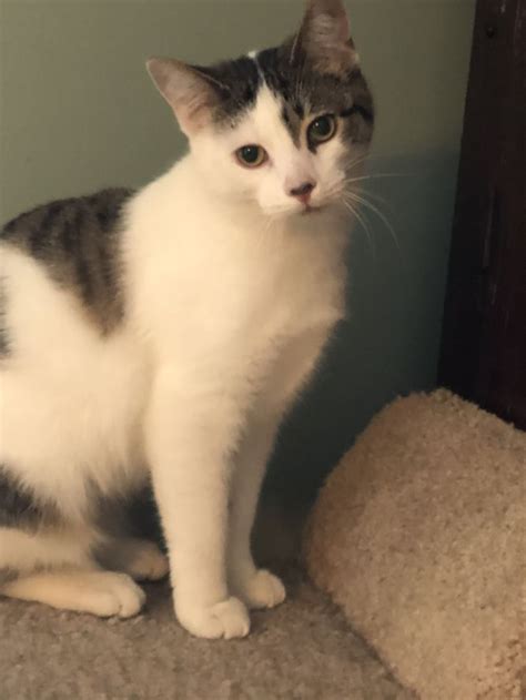 Cat For Adoption Sheba A Domestic Short Hair In Shelby Township Mi