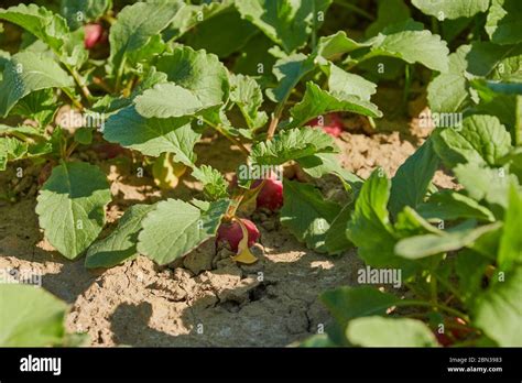Radish Field Hi Res Stock Photography And Images Alamy