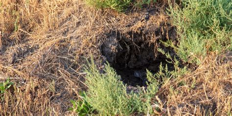 Holes In Grass What Causes Holes In Your Lawn Gfl Outdoors