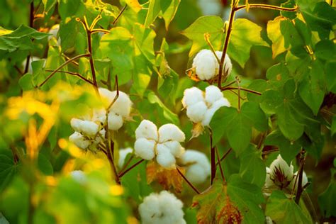 Cotton Plant Images Browse 73078 Stock Photos Vectors And Video