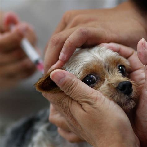 Is The Anti Vaccination Movement Spreading To Pet Owners