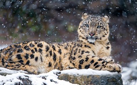 Snow Leopard 4k Wallpapers Hd Wallpapers Id 18450