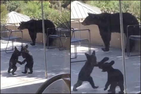 ‘aaah Babies Viral Video Of Bear Cubs Wrestling Is Perfect