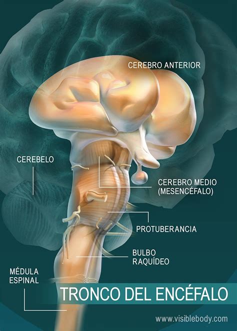 El Encéfalo De Los Seres Humanos Anatomía Y Función Human Brain