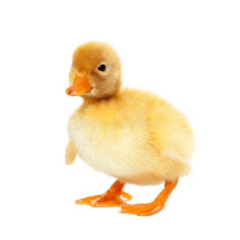 Fluffy Yellow Baby Duckling Stock Photo Image Of Domestic Poultry