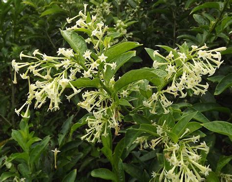 Night Blooming Jasmine Is Perfect For Your Fragrant Garden Belize