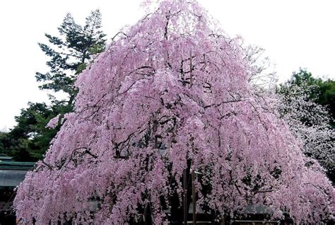 Fall Planting 10 Weeping Cherry Tree Seeds Bonsai Higan Etsy