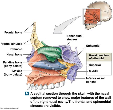 Sagittal Section Of Upper Respiratory System Illustra