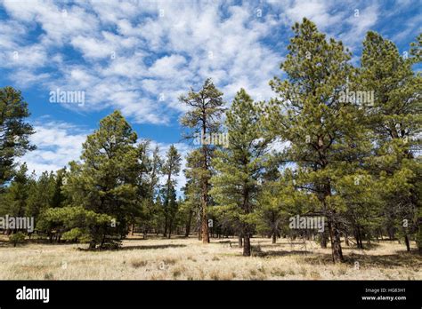 Ponderosa Pine Trees Making Up The Forest Along The Coconino Rim Near