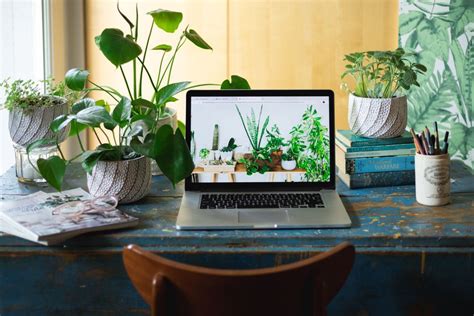 The 10 Best Plants For Your Office Or Desk