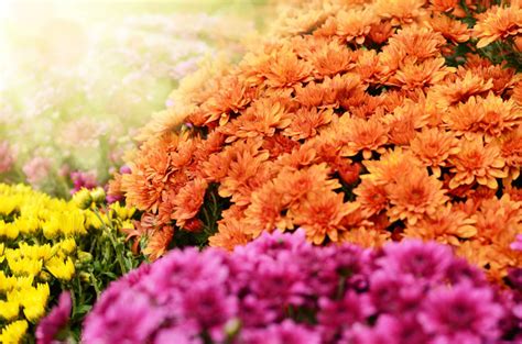 Glorious Chrysanthemums Caring For Potted Florist Mums