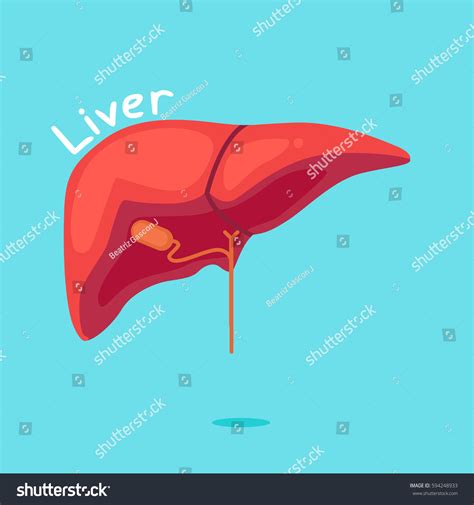 Liver Vector Illustration Stock Vector Royalty Free 594248933
