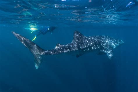 Everything You Need To Know About Swimming With Whale Sharks In