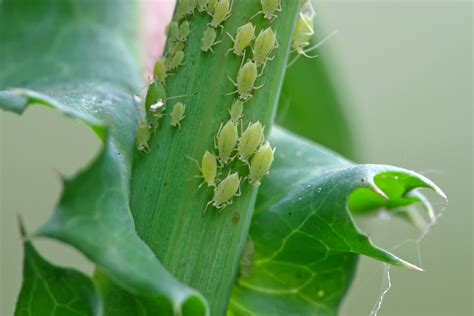 Aphids Diagnostic And Tips For Controlling 🌿 Plantin