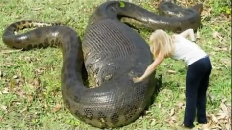 Breaking News World Biggest Snake Anaconda Found In Americas Amazon